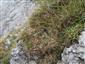 porasty s Carex firma pod skalným oknom