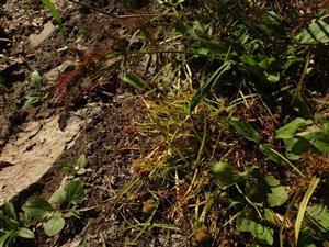 Lindernia