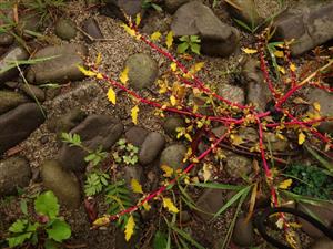 biotop s Chenopodium glaucum