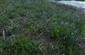 Rieky s bahnitými až piesočnatými brehmi s vegetáciou zväzov Chenopodionrubri p.p. a Bidentition p.p. (12.10.2013)
