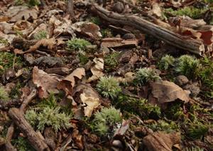Leucobryum