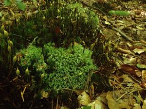 Leucobryum