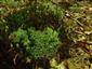 Leucobryum