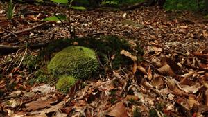 Leucobryum