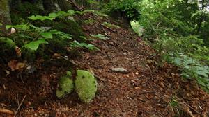 Leucobryum