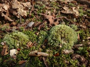 Leucobryum