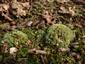 Leucobryum