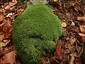 leucobryum