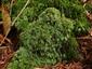 Leucobryum