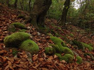 Leucobryum