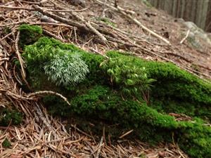 Leucobryum