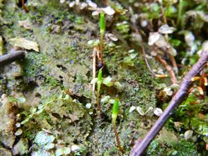 Buxbaumia viridis