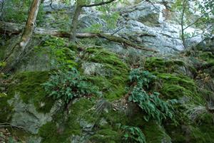 Druhovo chudobné porasty s Polypodium vulgare a Avenella flexuosa