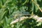 Stylurus flavipes