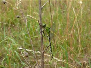 Ophiogomphus cecilia