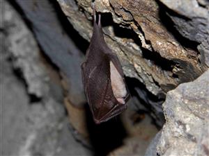 podkovár veľký v zimovisku