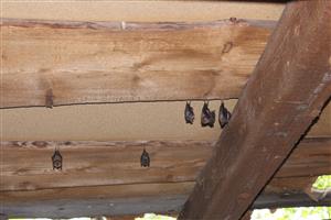 Časť kolónie R. hipposideros na poschodí