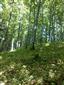 Javorovo-bukové horské lesy (4.7.2014)