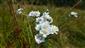 Achillea ptarmica