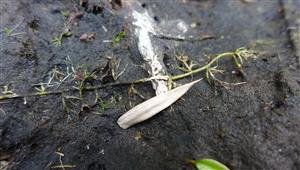 Utricularia