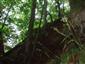 Lipovo-javorové sutinové lesy (1.9.2014)