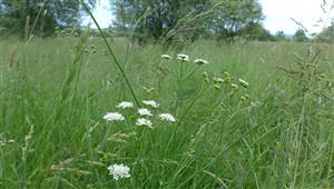 Oenanthe silaifolia, charakteristický druh Cnidionu