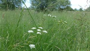 Oenanthe silaifolia, charakteristický druh Cnidionu