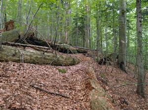 lokalita sa vyznačuje množstvom starého stojaceho aj ležiaceho mŕtveho dreva
