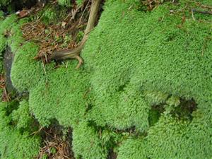 Leucobryum glaucum - detail