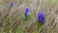 Gentiana pneumonanthe