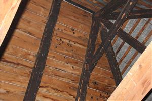 kolónia R. hipposideros