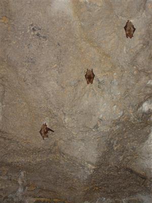 zimujúce jedince M. myotis