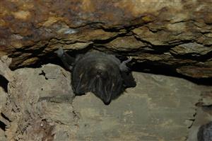 Barbastella barbastellus