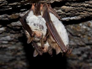 netopiere obyčajné