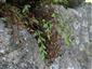 Asplenium x alternifolium