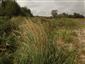 lokalita s Calamagrostis pseudophragmites