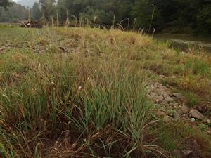 lokalita, zhruba stredná časť, Calamagrostis pseudophragmites v popredí