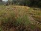 lokalita, zhruba stredná časť, Calamagrostis pseudophragmites v popredí