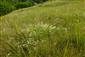 Suchomilné travinnobylinné a krovinové porasty na vápnitom podloží (*dôležité stanovištia Orchideaceae) (8.7.2015)
