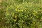 Chamaecytisus austriacus