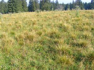 nedopasky Deschampsia a Cirsium eriophorum