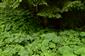 cast s Petasites albus
