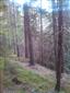 hrabošík tatranský / hraboš tatranský (24.4.2015)