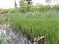 Prirodzené eutrofné a mezotrofné stojaté vody s vegetáciou plávajúcich a/alebo ponorených cievnatých rastlín typu Magnopotamion alebo Hydrocharition (25.6.2014)
