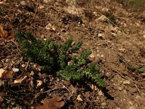 Sedum sexangulare na lokalite