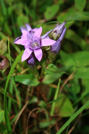 Gentianella lutescens