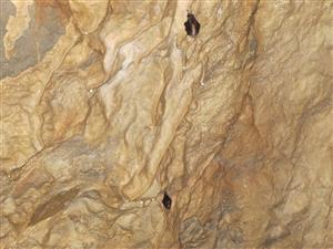 podkováre malé v zimovisku