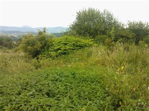 Invázne druhy, ohnisko