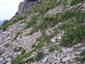 Karbonátové skalné sutiny alpínskeho až montánneho stupňa (25.6.2015)