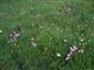 Dianthus nitidus na ploche